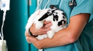 Mixomatosis en conejos: una enfermedad infecciosa