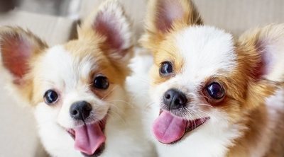 10 curiosidades sobre los perros Chihuahua