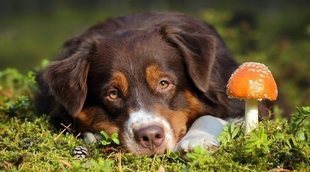 Hongos en perros: síntomas y tratamiento