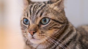 Hongos en gatos: cómo acabar con este problema