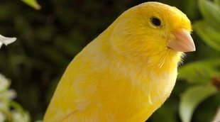 Ácaros en el plumaje de los canarios: todo lo que necesitas saber