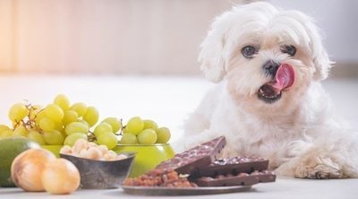 Alimentos y productos que pueden causar envenenamiento a los perros