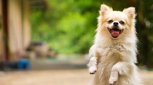 Insuficiencia renal en perros: todo lo que hay que saber