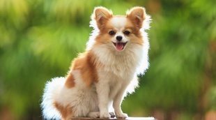 Perros mini: todo lo que necesitas saber sobre este tipo de perro