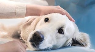 Cuidados postoperatorios de un perro tras una operación