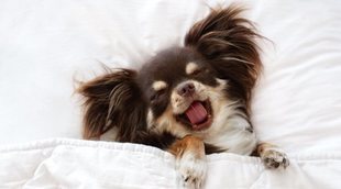 Posturas de los perros cuando duermen: qué significan