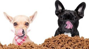 Alimentación para perros con sobrepeso