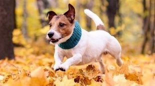 Cómo cuidar a tu perro en otoño: cuidados específicos