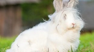 Conejo enano de Angora: todo sobre esta raza