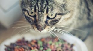 Alimentación para gatos con sobrepeso