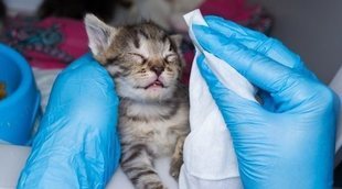 Conjuntivitis en gatos: síntomas y soluciones