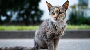 Anorexia en gatos: todo lo que necesitas saber