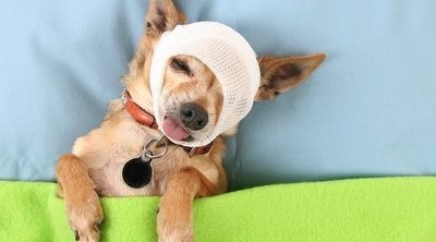 Cómo curar heridas a los perros