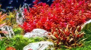 8 tipos de plantas de acuario