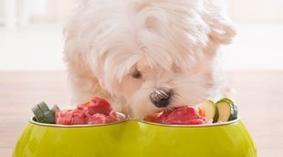 Carbohidratos en la alimentación para perros