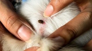 Parásitos en roedores: todo lo que debes saber