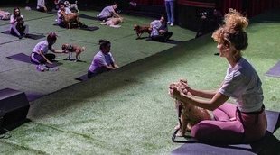 Yoga para perros: todo lo que necesitas saber para practicarlo