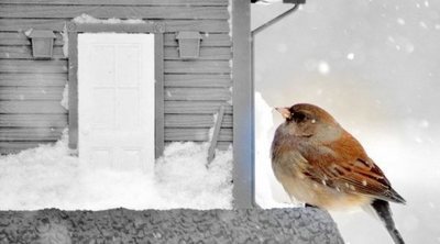 Cómo proteger a tu ave del frío: trucos y consejos