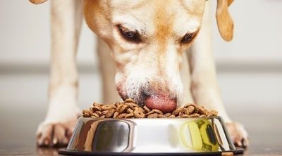 Cómo alimentar a un perro senior