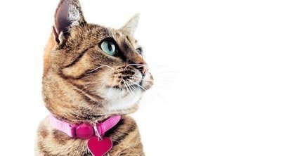 Collares para gatos: todo lo que tienes que saber