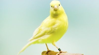 Tener un pájaro suelto en casa: trucos y precauciones