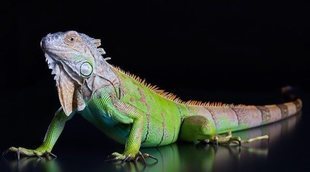 Hipotermia en reptiles: ¿qué debes hacer?