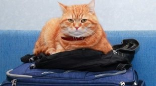Cómo viajar con tu gato en avión