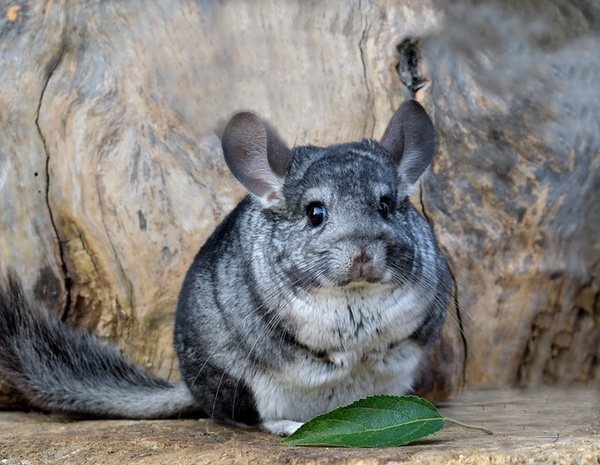 Enfermedades de las chinchillas - Bekia Mascotas