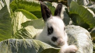 Conejo mariposa: conoce todo sobre esta raza
