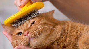 Tipos de cepillos para gatos