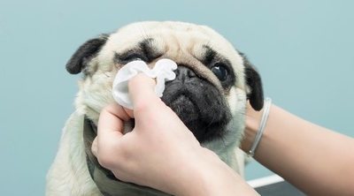 Cómo eliminar las manchas del lagrimal de tu perro