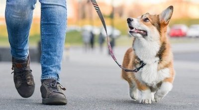 Adiestrador canino: qué es y qué se requiere para serlo